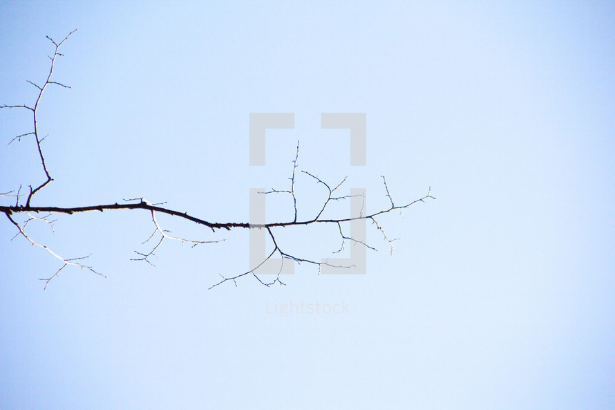 bare branch against a blue sky 