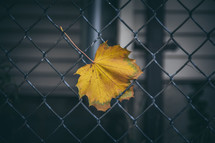 a fall leaf stuck in a chain link fence 