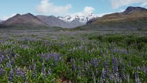 Lupin Field in the iceland