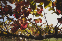 Colorful leaves of a grapevine in a vineyard