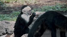 A Young White-Faced Capuchin Monkey Eating Fruit And Washing Hands In The Pond With Two Other Adult Monos. 