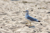 seagull stepping in sand and looking forward intently