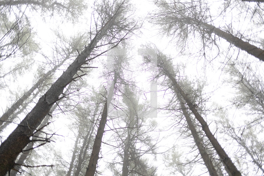 looking up to the tops of trees in a winter forest 