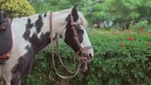 Close up of a horse in Indai