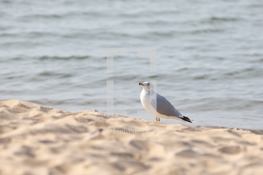 seagull near water