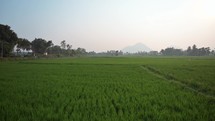  Rice field in a small village outside of the city of  Vizag Visakhapatnam, India
