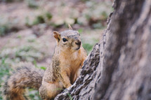 Squirrel climbing a tree.