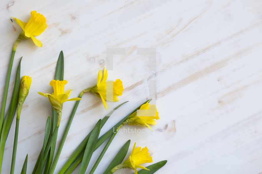 daffodils on a white background 