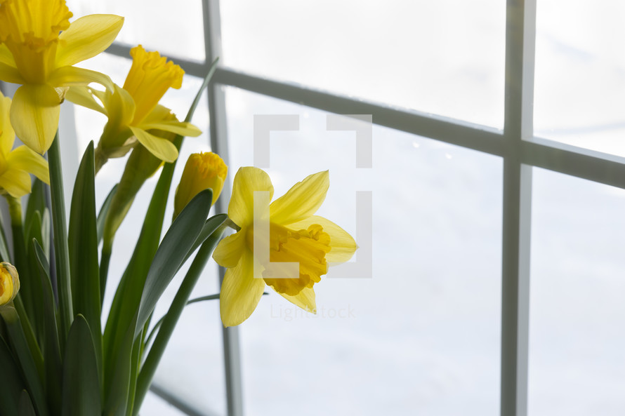 daffodils in a window 