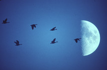 Canada Geese and Moon
