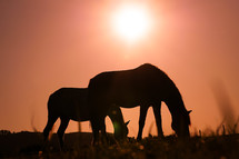 horse silhouette grazing and beautiful sunset background in summertime