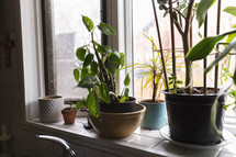 house plants in a window sill 