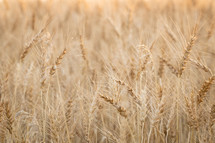 golden wheat field background 