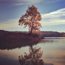 fall tree at the edge of a lake