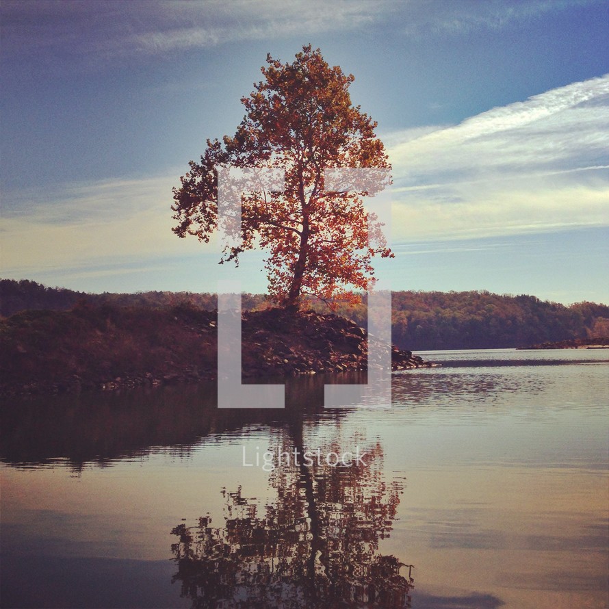 fall tree at the edge of a lake