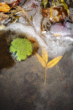 frozen leaves in water and ice