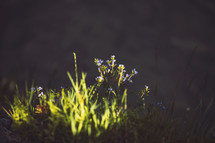 sunlight on grass and purple flowers 