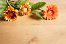 orange Gerber daisies on a wood background 