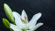 white lily flower 