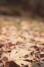 brown fall leaves on the ground 