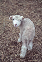 small lamb