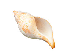 Beautiful empty seashell is lying on a white background