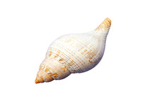 Empty seashell isolated on white background showing spiral pattern