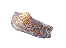 Empty seashell with a rough texture and brown stripes lying on a white background