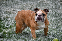 bulldog in snow with a ball 