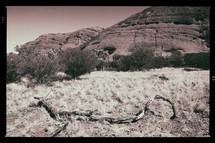 dead tree in a desert canyon 