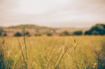 tall grasses in a field 