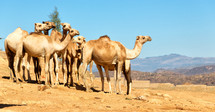 camels in the desert in Ethiopia 