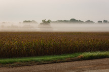fog over a corn field 