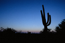 cactus in a desert along route 66 at sunset 