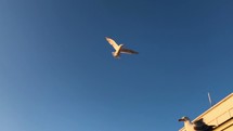 Seagulls in flight near the seashore.