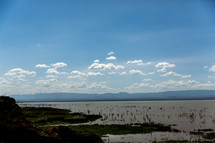a swampy shore in Kenya 