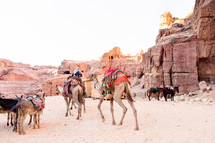 saddles on donkeys and camels in the desert 