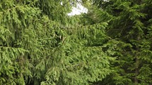 Swaying Conifer Tree Foliage With Cones 