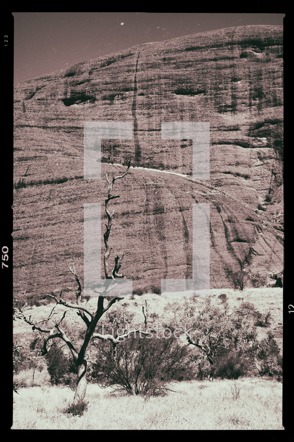 bare tree and cliff on film strip 