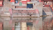 Ducks at a washing pool at the Dakshineswar Kali Hindu Temple in Kolkata, India.