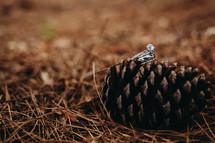 Wedding rings on a pine cone.