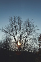 sunburst through a winter tree 
