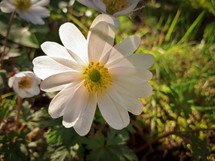 Translucent Anemone Blanda White Splendour Flower - Close-up
