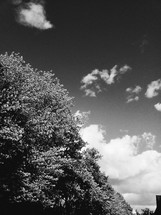 summer trees in black and white 
