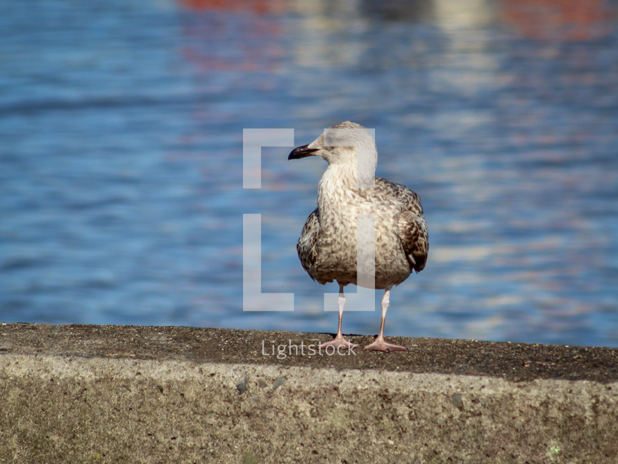 Young Seagull Standing by the Water