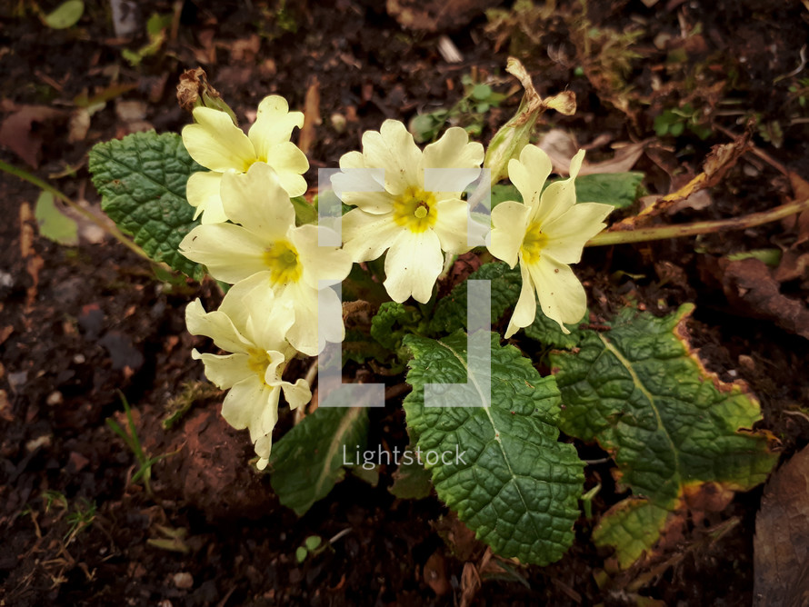 Pale Yellow Primrose Flowers - Landscape
