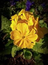Yellow Primroses in Sunlight