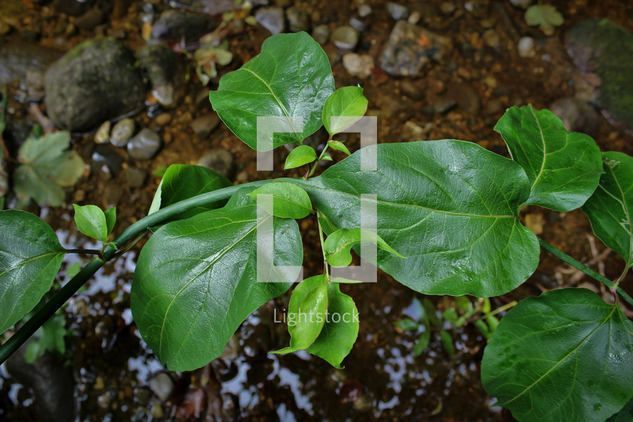 Himalayan Honeysuckle Leaves Over a River