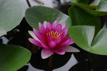 Exotic Lotus Flower (often mistakenly called a water lily).