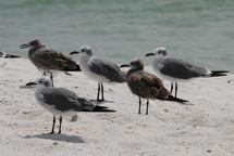 A group of seagulls on the beach